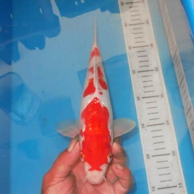 SANDAN KOHAKU KUMIS