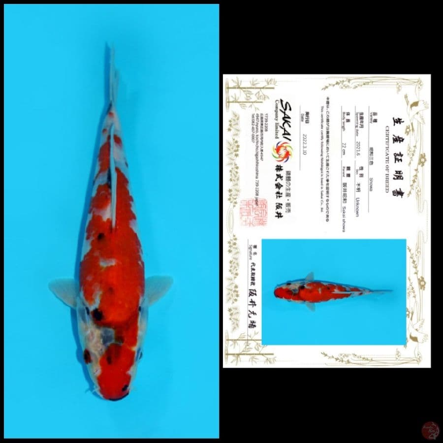 14 ~ SHOWA SAKAI, 22CM