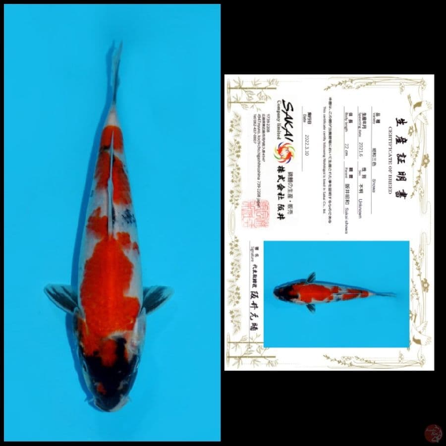 17 ~ SHOWA SAKAI, 22CM