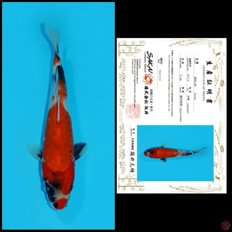 20 ~ SHOWA SAKAI, 21CM