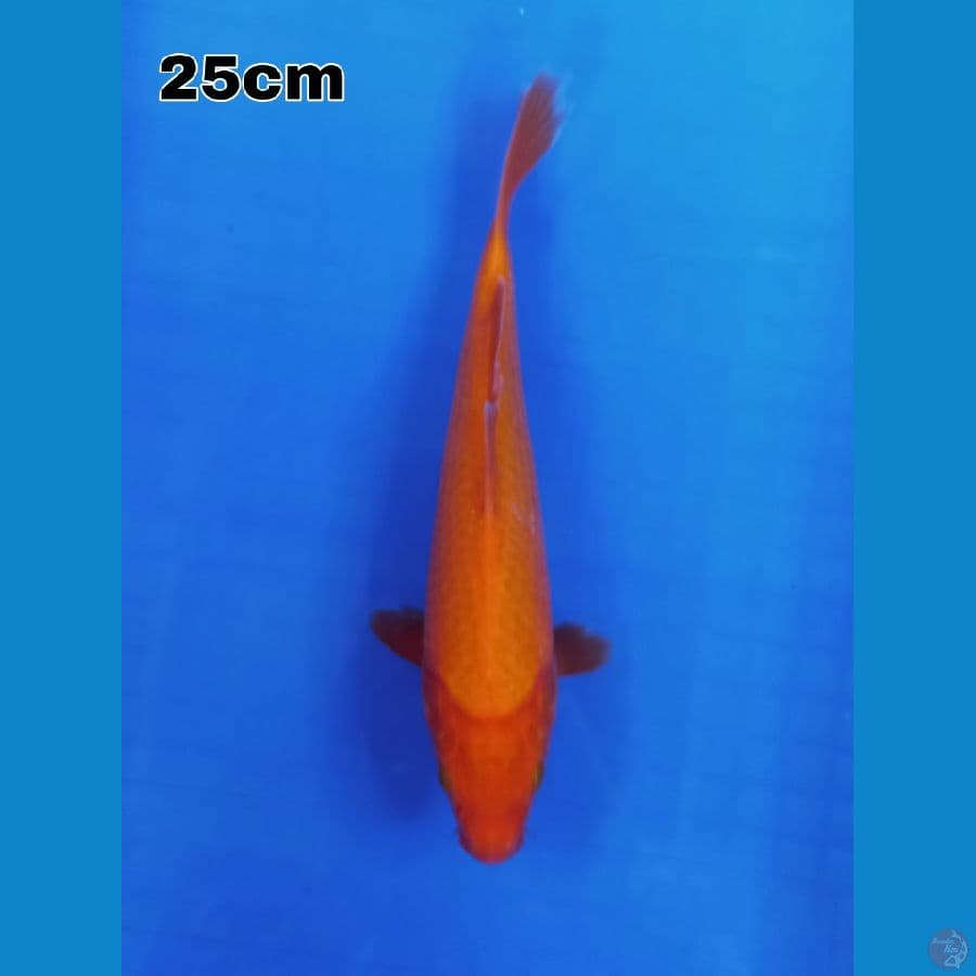 benigoi 25 cm