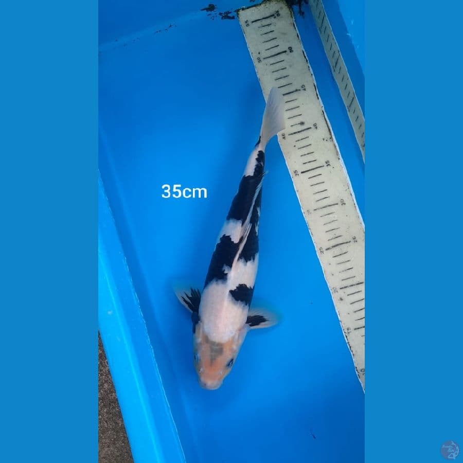 shiro 35cm 