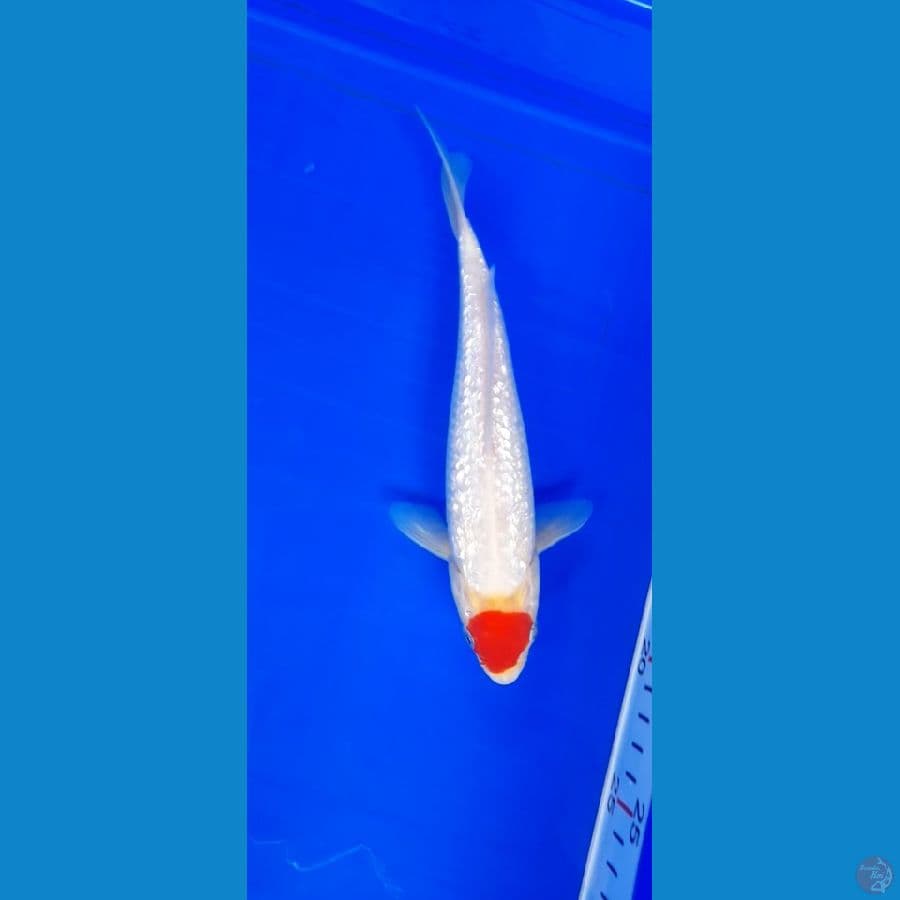 tancho ginrin 20 CM