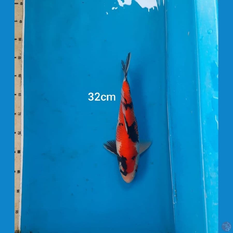 showa 32cm