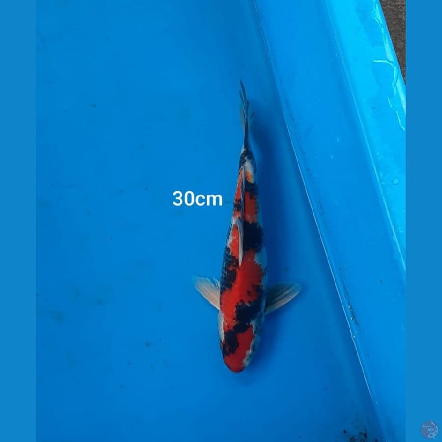 showa 30 cm 