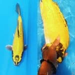 Banana kiko 40cm/f
