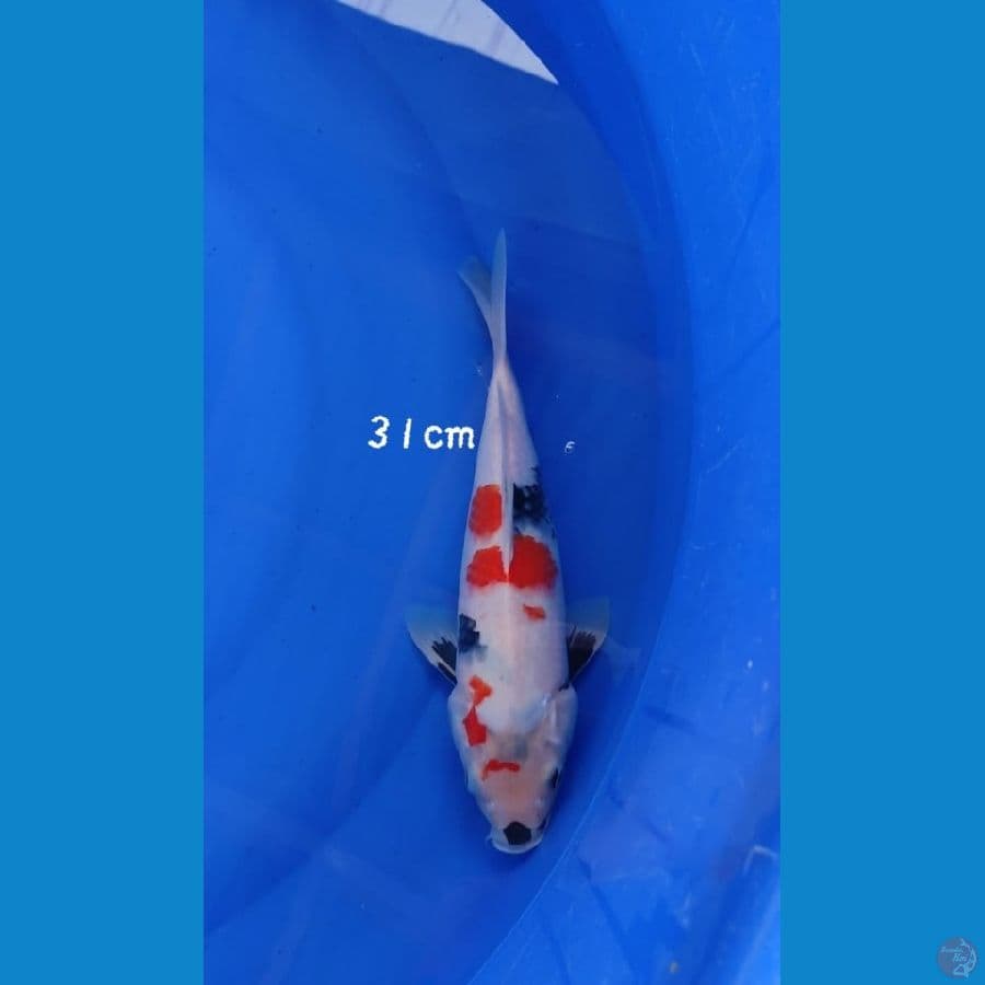 showa kindai 31cm