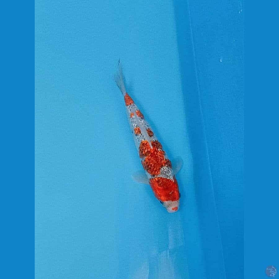 GHOSIKI GINDRIN 27CM/M