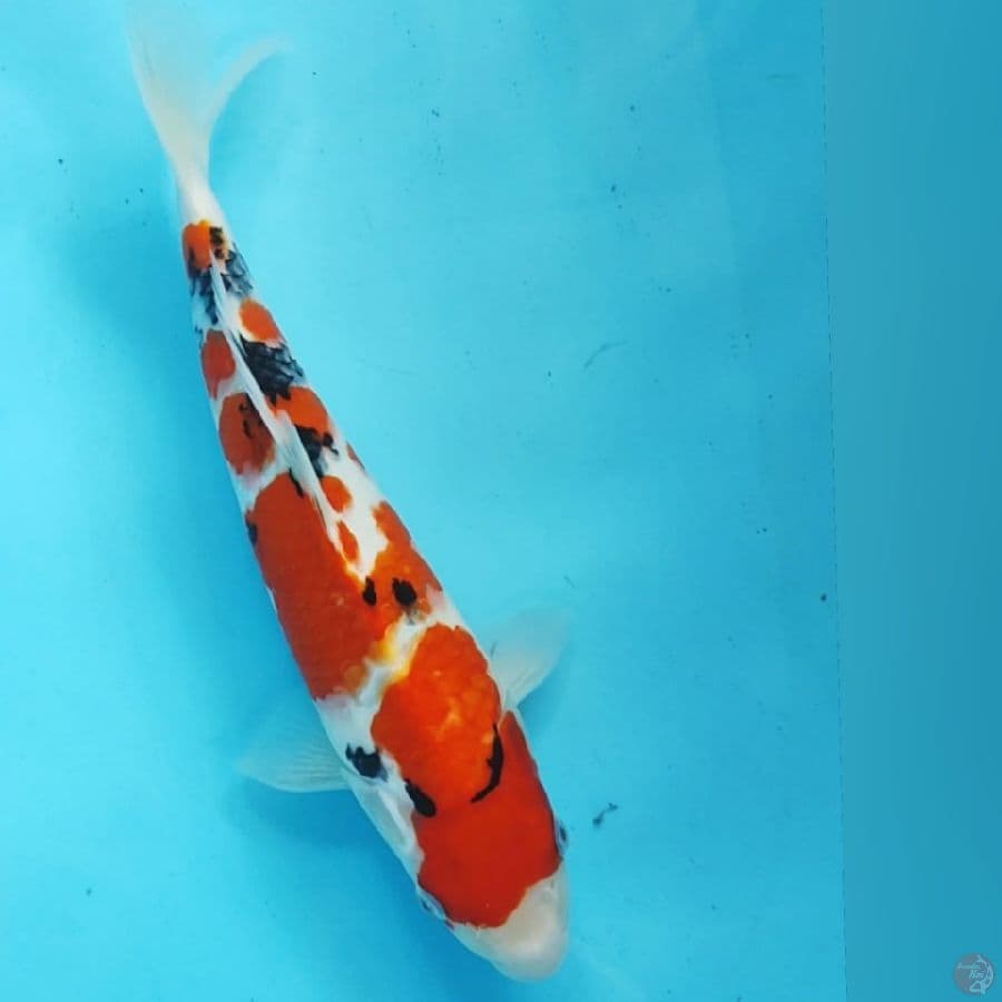 SANKE 32CM