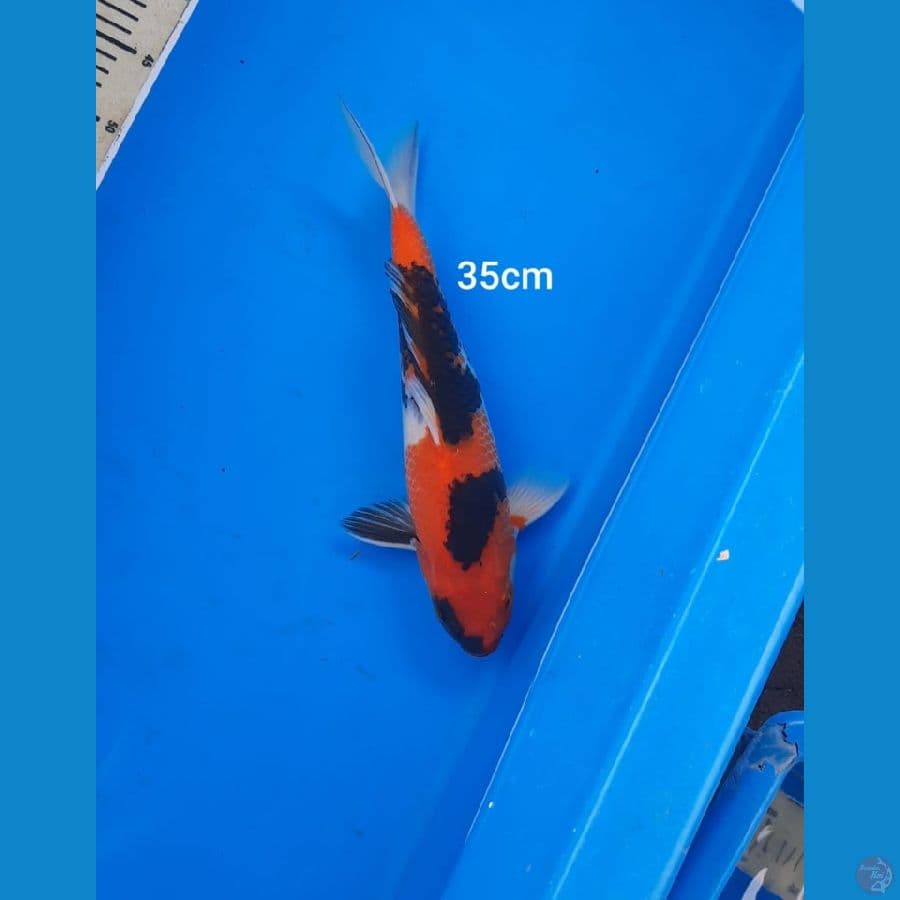 showa 35cm