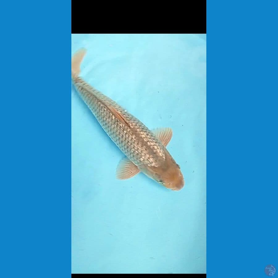 SORAGOI GINRIN 38 CM MALE