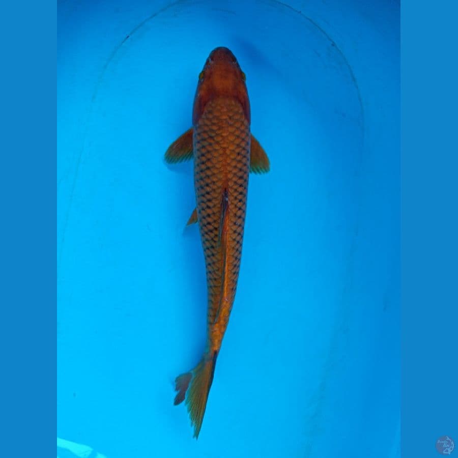 Chagoi Tembaga Jumbo