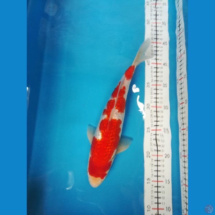 kohaku
