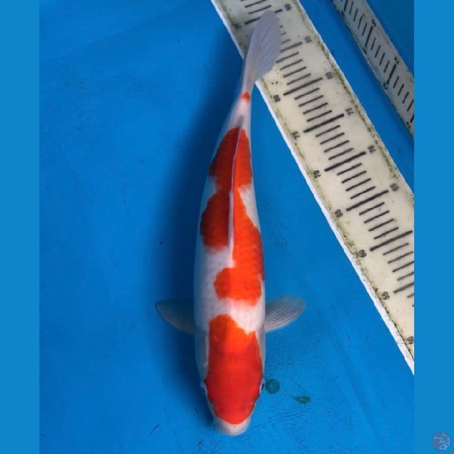 HQ kohaku 45cm