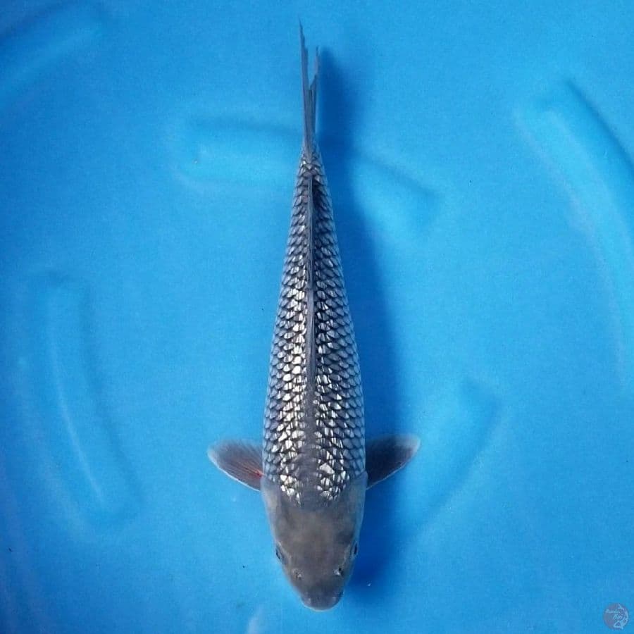 SORAGOI GINRIN 33 CM MALE