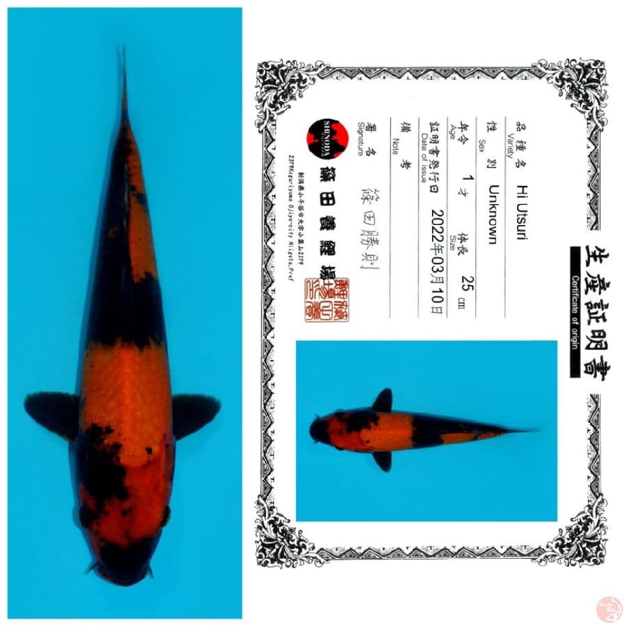 HI UTSURI SHINODA 25CM 