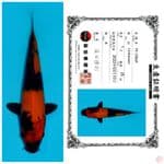 HI UTSURI SHINODA 25CM 