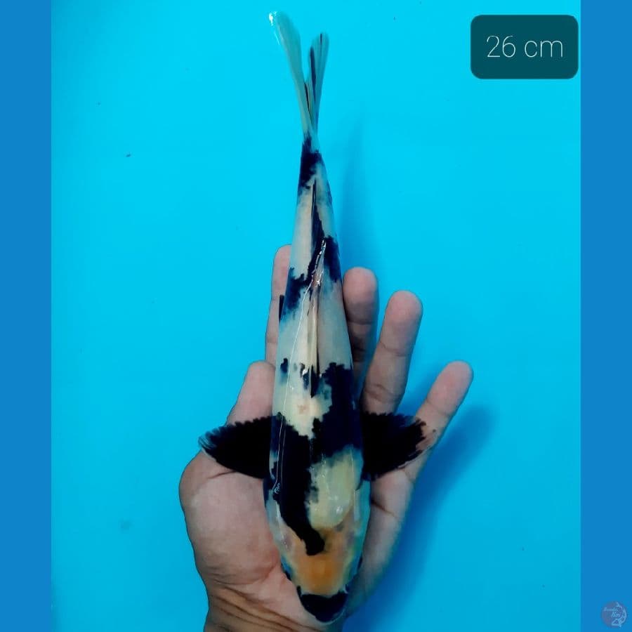 shiro 26 cm