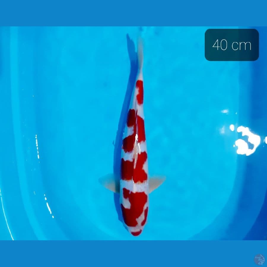 kohaku 40 cm