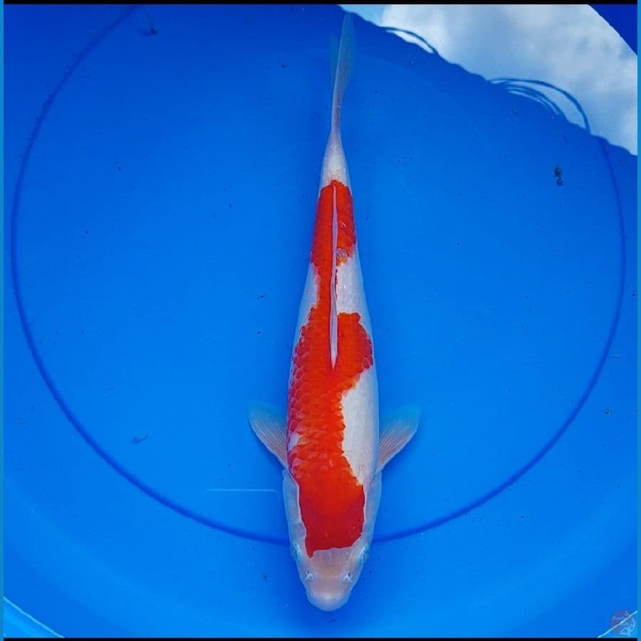 kohaku