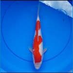 kohaku