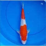 kohaku