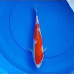 kohaku