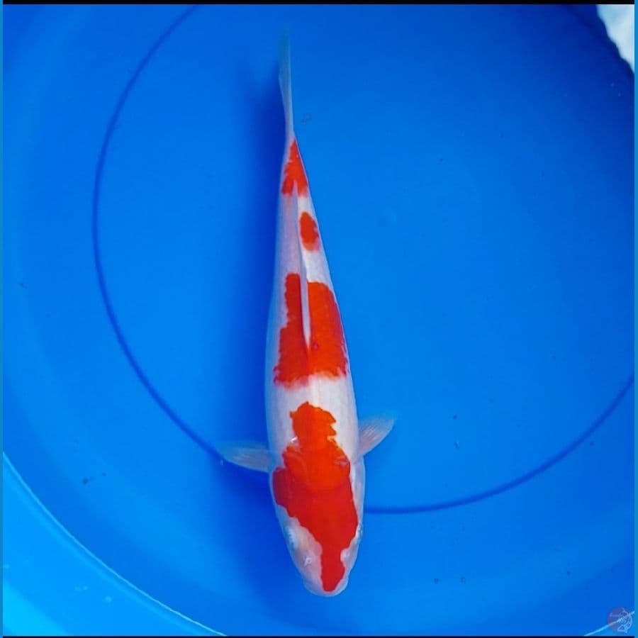 kohaku