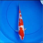 kohaku