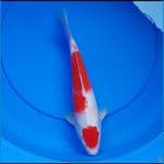 kohaku