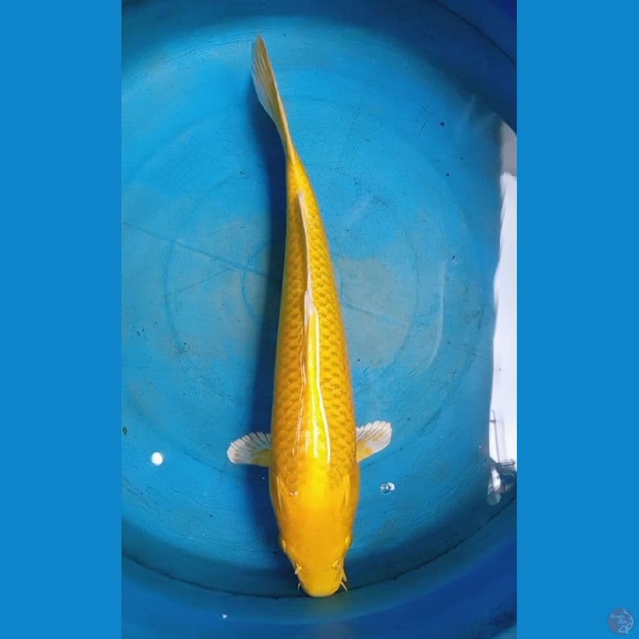 yamabuki ogon
