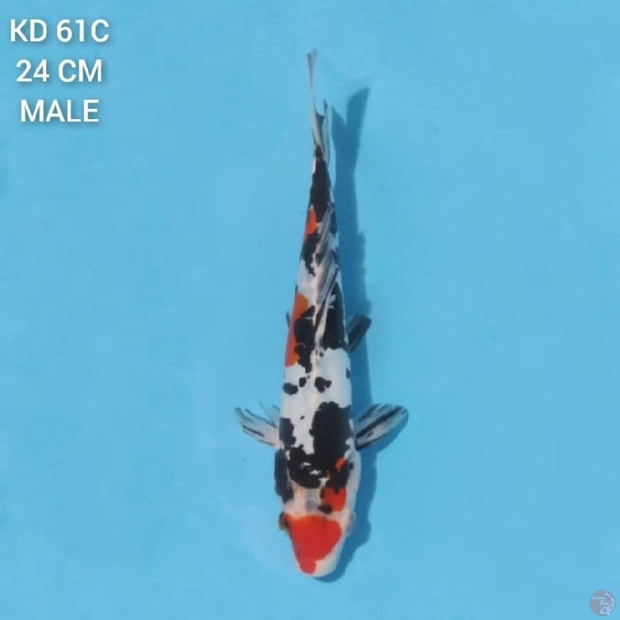 doitsu sanke 24cm male