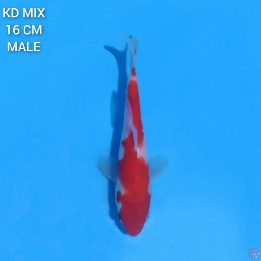 kohaku 16cm male