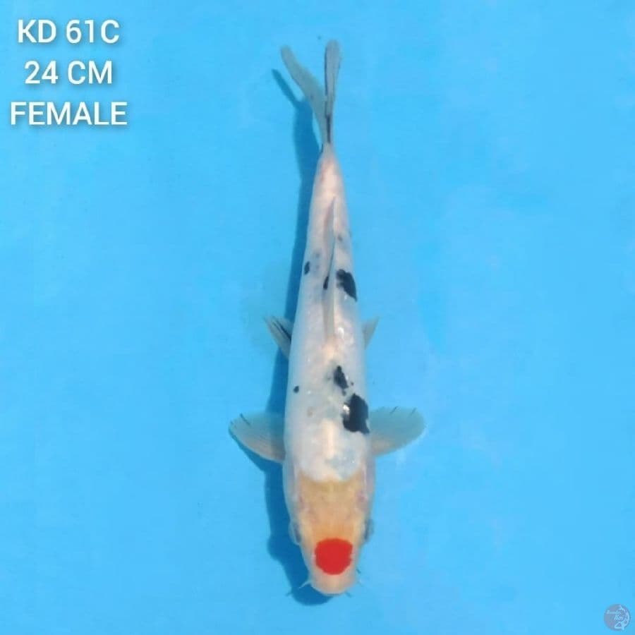 tancho sanke 24cm female