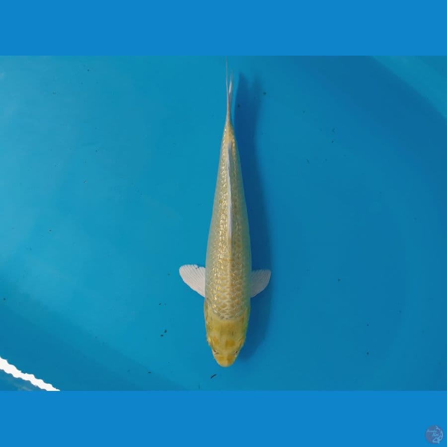 *YAMABUKI 32 CM// ML*