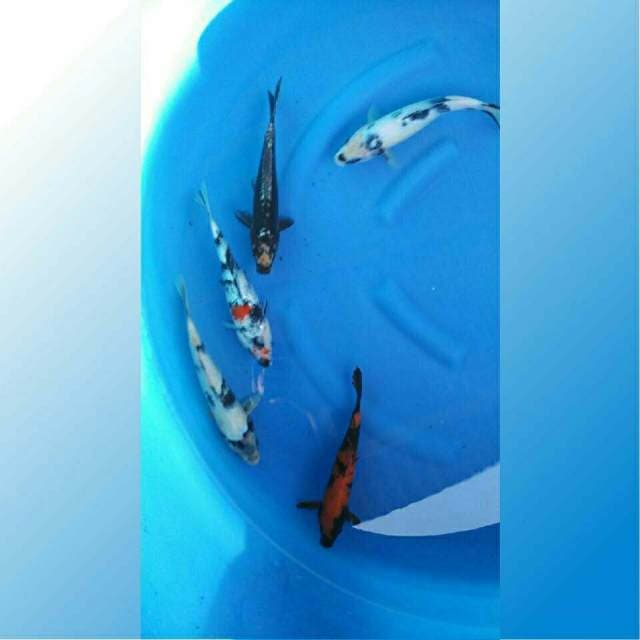 Paket Spesial