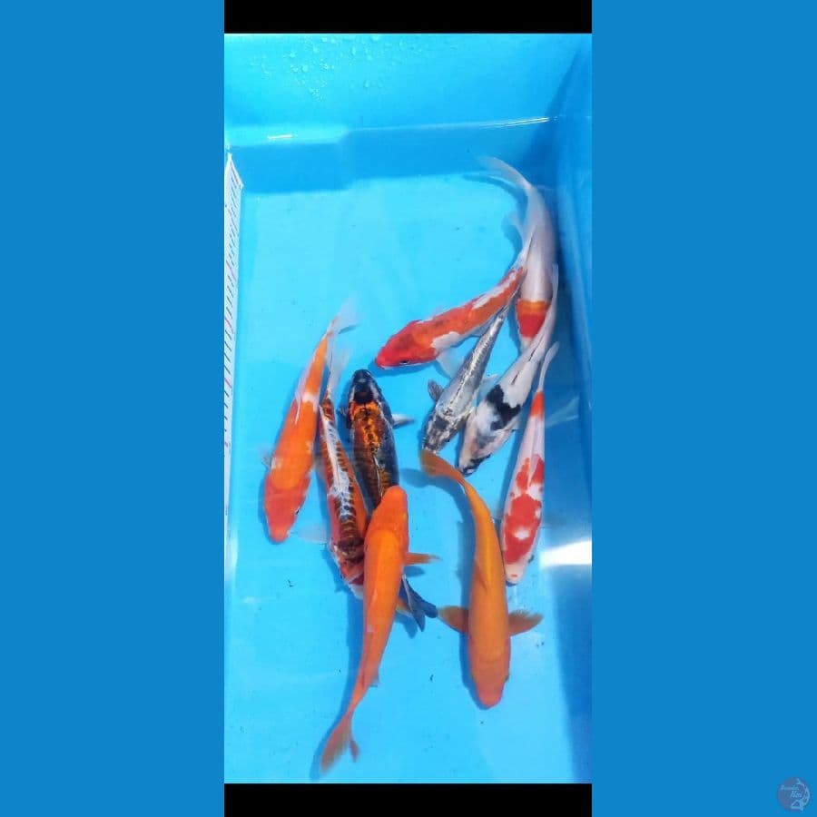 paket mix 18-20cm