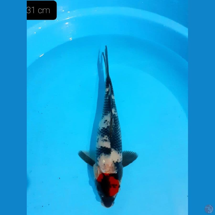 *TANCHO SHOWA 31CM//ML*