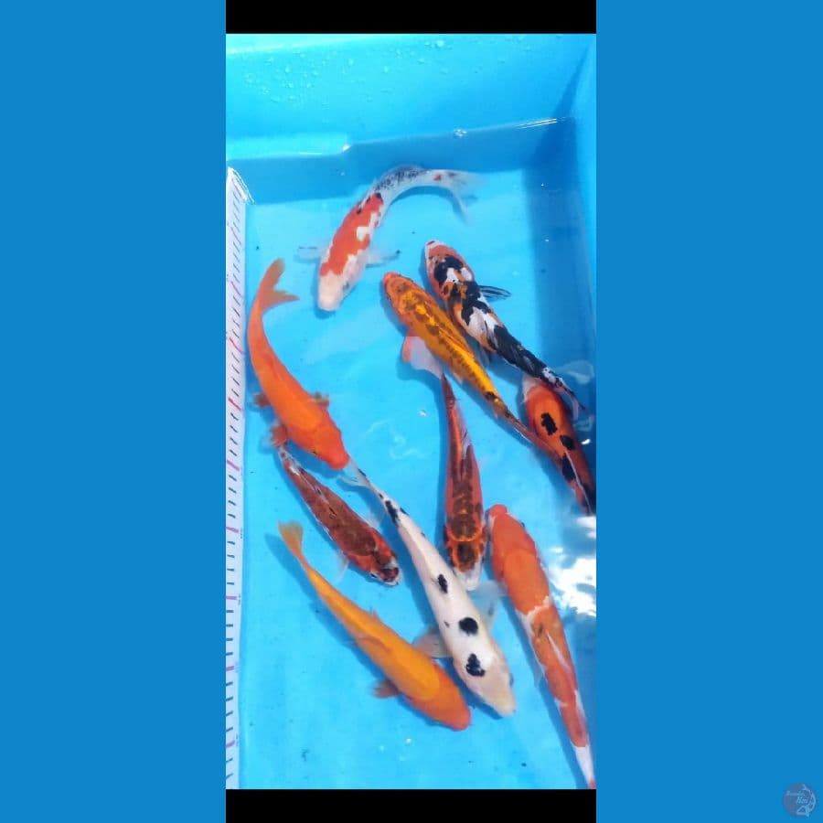 paket mix 20-25cm 