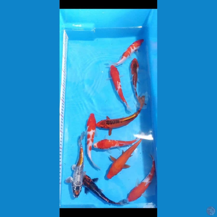 paket mix 18-20cm