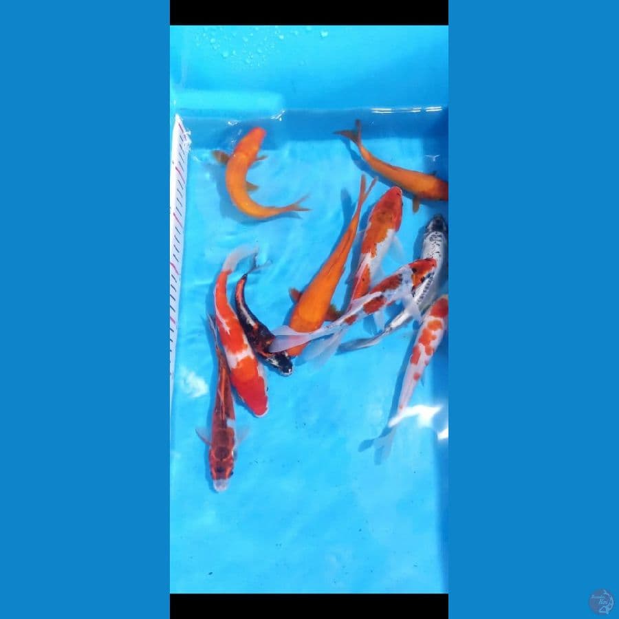 paket mix 15-20cm