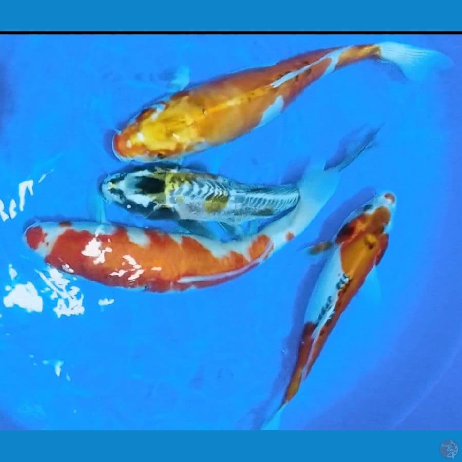 mix koi jumbo