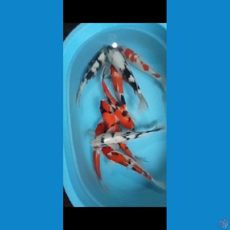 mix koi 9 ekor 30:35cm