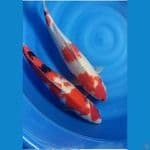 showa 48cm
