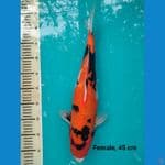 Showa Jumbo, 45 cm