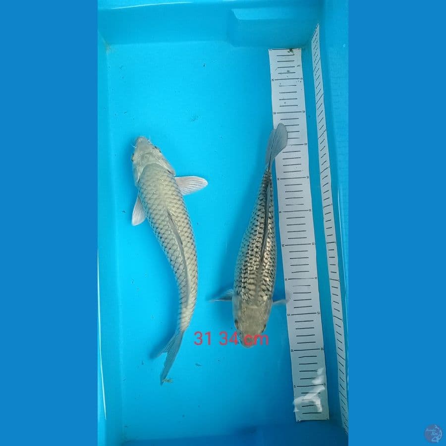 saragoi ginrin non ginrin 31 34 cm