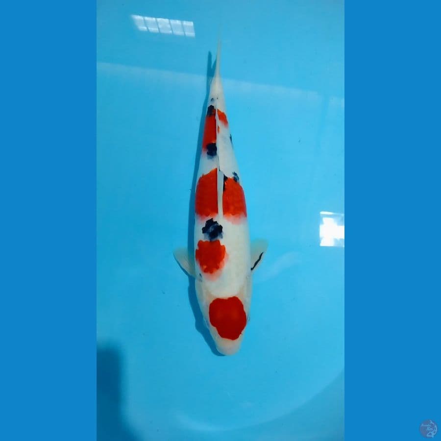 ????Maruten Sanke 37 cm????