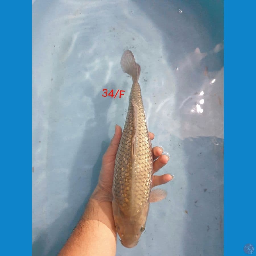 Soragoi Ginrin  Female 34cm