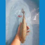 Soragoi Ginrin  Female 34cm