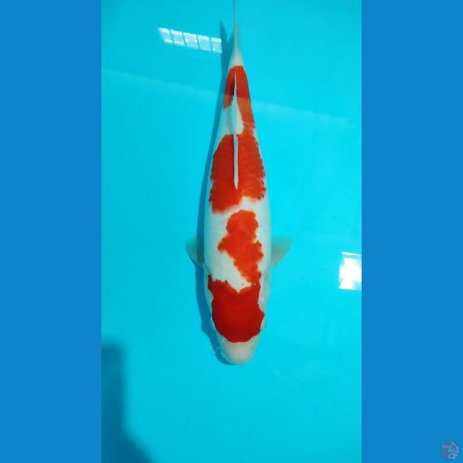 ????Kohaku 35cm????